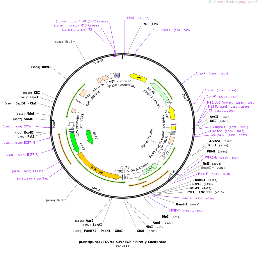 pLentipuro3/TO/V5-GW/EGFP-Firefly